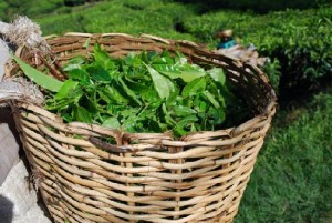 a-basket-full-of-green